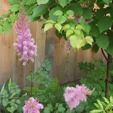 Attēlu rezultāti vaicājumam “Astilbe chinensis bud”