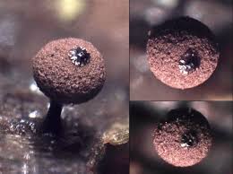 Attēlu rezultāti vaicājumam “Enerthenema papillatum”