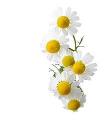 Image result for Matricaria recutita (chamomilla)