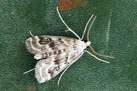 Attēlu rezultāti vaicājumam “Parapoynx stratiotata”