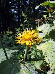 Attēlu rezultāti vaicājumam “Telekia speciosa flower”