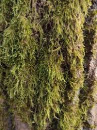 Attēlu rezultāti vaicājumam “Hypnum cupressiforme var. filiforme”