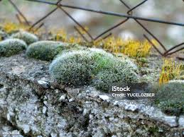 Attēlu rezultāti vaicājumam “Tortula muralis sporophyte”
