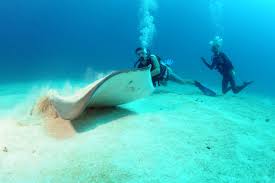 Image result for Manta Divers Sub-Aqua Club