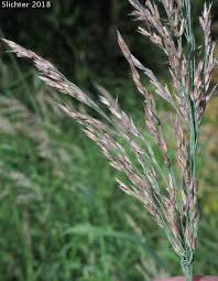 Attēlu rezultāti vaicājumam “Calamagrostis stricta”