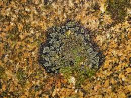 Attēlu rezultāti vaicājumam “Parmeliella triptophylla”