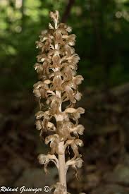 Attēlu rezultāti vaicājumam “Neottia nidus-avis”