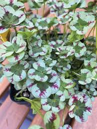 Attēlu rezultāti vaicājumam “Trifolium repens leaf”