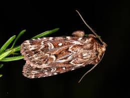 Attēlu rezultāti vaicājumam “Lycophotia porphyrea”
