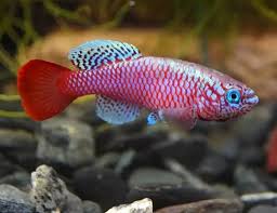 Image result for Calamus nodosus