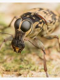 Attēlu rezultāti vaicājumam “Anthribidae”