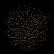 Attēlu rezultāti vaicājumam “Physarum obscurum macro”