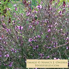 Image result for Verbena officinalis