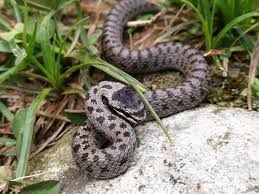 Attēlu rezultāti vaicājumam “Coronella austriaca”