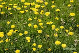 Attēlu rezultāti vaicājumam “Hieracium vulgatum leaf”