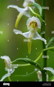 Attēlu rezultāti vaicājumam “Platanthera bifolia flower”