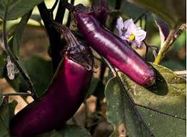 Afbeeldingsresultaat voor slim jim eggplant