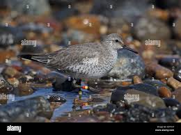 Attēlu rezultāti vaicājumam “Calidris canutus adult”