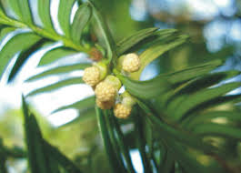 Attēlu rezultāti vaicājumam “Taxus baccata bud”