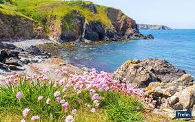 Image result for Tri-Cornwall