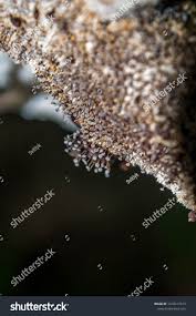 Attēlu rezultāti vaicājumam “Didymium aggregatum”