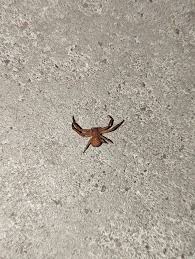 Image result for crab spider