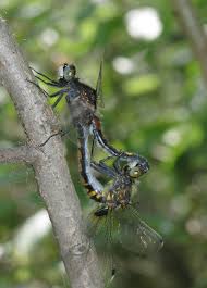 Attēlu rezultāti vaicājumam “Leucorrhinia pectoralis”