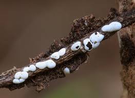 Attēlu rezultāti vaicājumam “Diderma effusum spores”