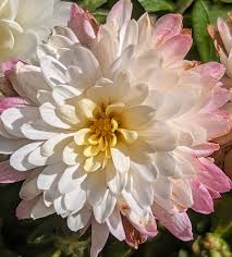 Image result for Chrysanthemum spectabile