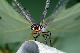 Attēlu rezultāti vaicājumam “Myrmeleontidae”