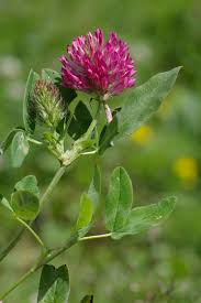 Attēlu rezultāti vaicājumam “Trifolium medium leaf”