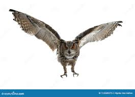 Attēlu rezultāti vaicājumam “Bubo bubo adult”