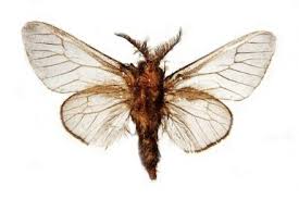 Attēlu rezultāti vaicājumam “Psychidae”