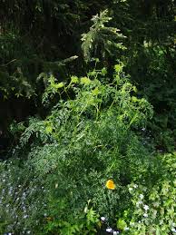 Attēlu rezultāti vaicājumam “Cenolophium denudatum”