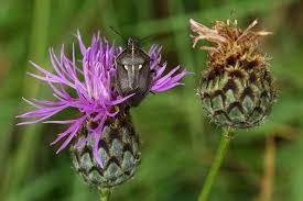 Attēlu rezultāti vaicājumam “Jalla dumosa”
