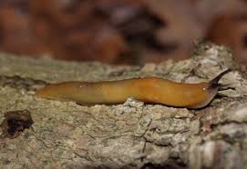 Attēlu rezultāti vaicājumam “Malacolimax tenellus”