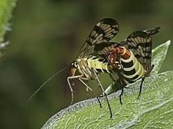 Attēlu rezultāti vaicājumam “Panorpa communis”