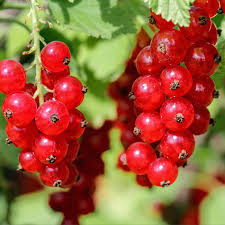 Bildergebnis für rote johannisbeeren