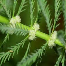 「粉綠狐尾藻」的圖片搜尋結果