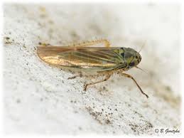 Attēlu rezultāti vaicājumam “Macrosteles sp.”