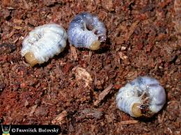 Attēlu rezultāti vaicājumam “Ceruchus chrysomelinus larva”