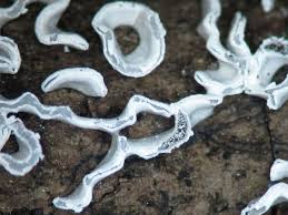 Attēlu rezultāti vaicājumam “Physarum bivalve”