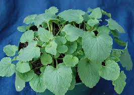 Attēlu rezultāti vaicājumam “Lamium purpureum leaf”