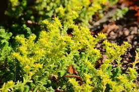 Attēlu rezultāti vaicājumam “Sedum sexangulare leaf”