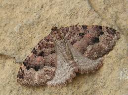 Attēlu rezultāti vaicājumam “Triphosa dubitata”