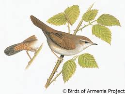 Image result for Cettia cetti