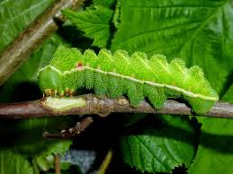 Attēlu rezultāti vaicājumam “Aglia tau”