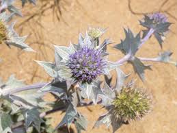Attēlu rezultāti vaicājumam “Eryngium maritimum”