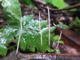Attēlu rezultāti vaicājumam “Macrotyphula juncea”