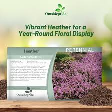 Attēlu rezultāti vaicājumam “Calluna vulgaris”